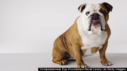 Bulldog Cleared By Judge After Protecting Owner