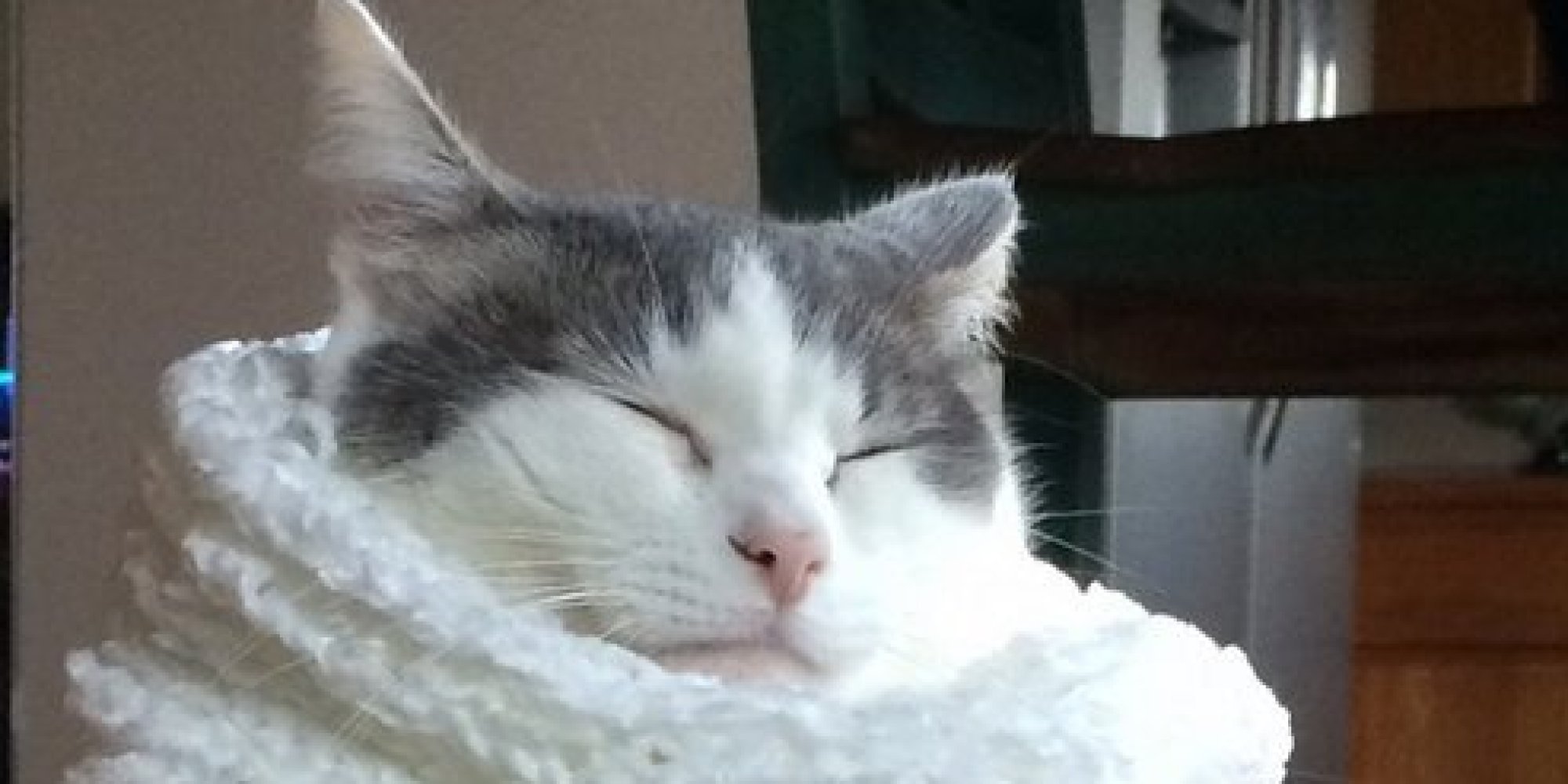 Cute Cat Wearing A Scarf Will Make The PostChristmas Slump More