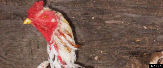 Rooster