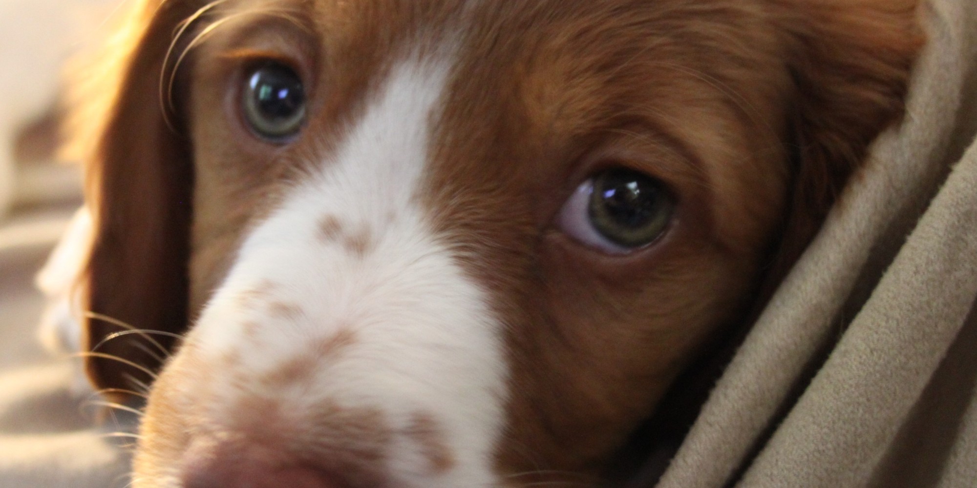 Why My Dog Going Gray Is Killing Me HuffPost