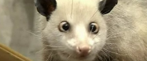 Opossum