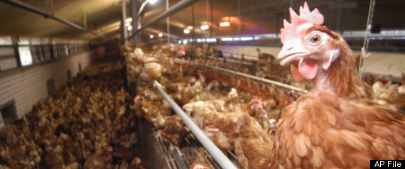 Hens