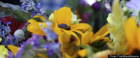 Organic Flowers