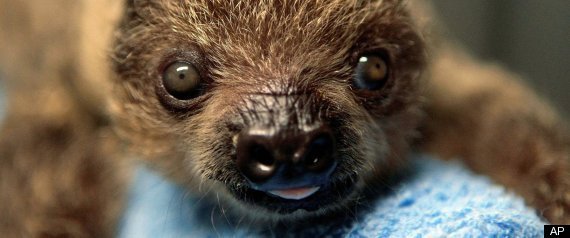 Sloth