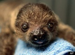 Entering Sloth Country: The Best of Ecotourism in Costa Rica (PHOTOS)