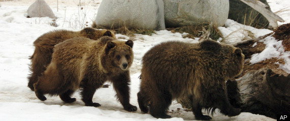 Zoo Animals