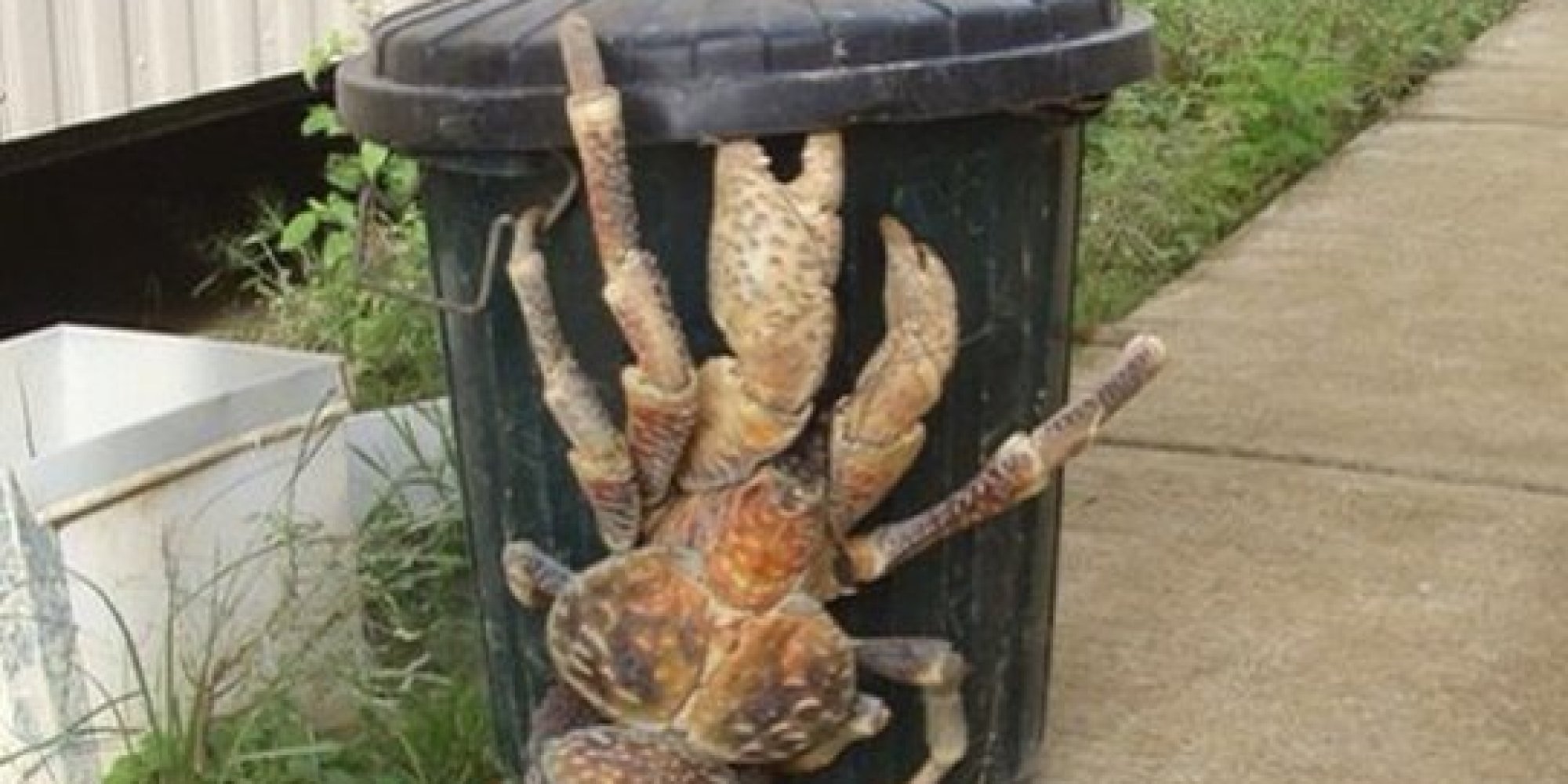 PHOTOS. Un crabe de cocotier, arthropode géant considéré invasif, aperçu dans les rues de Hawaï