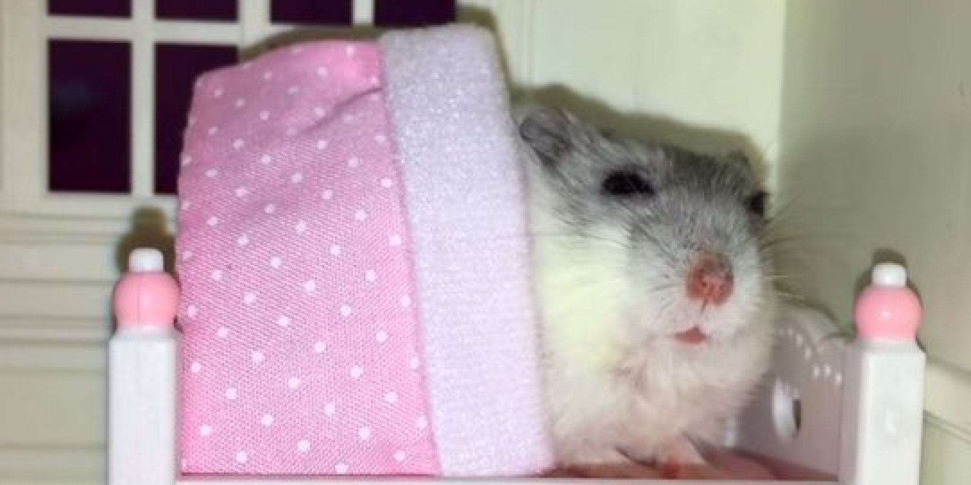 Hamster Gets Tucked Into Bed At Night Is Treated Like Royalty HuffPost