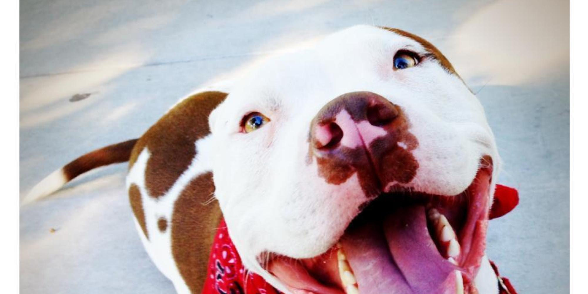 2015 Is Off To A Great Start For Utah's Pit Bulls! HuffPost