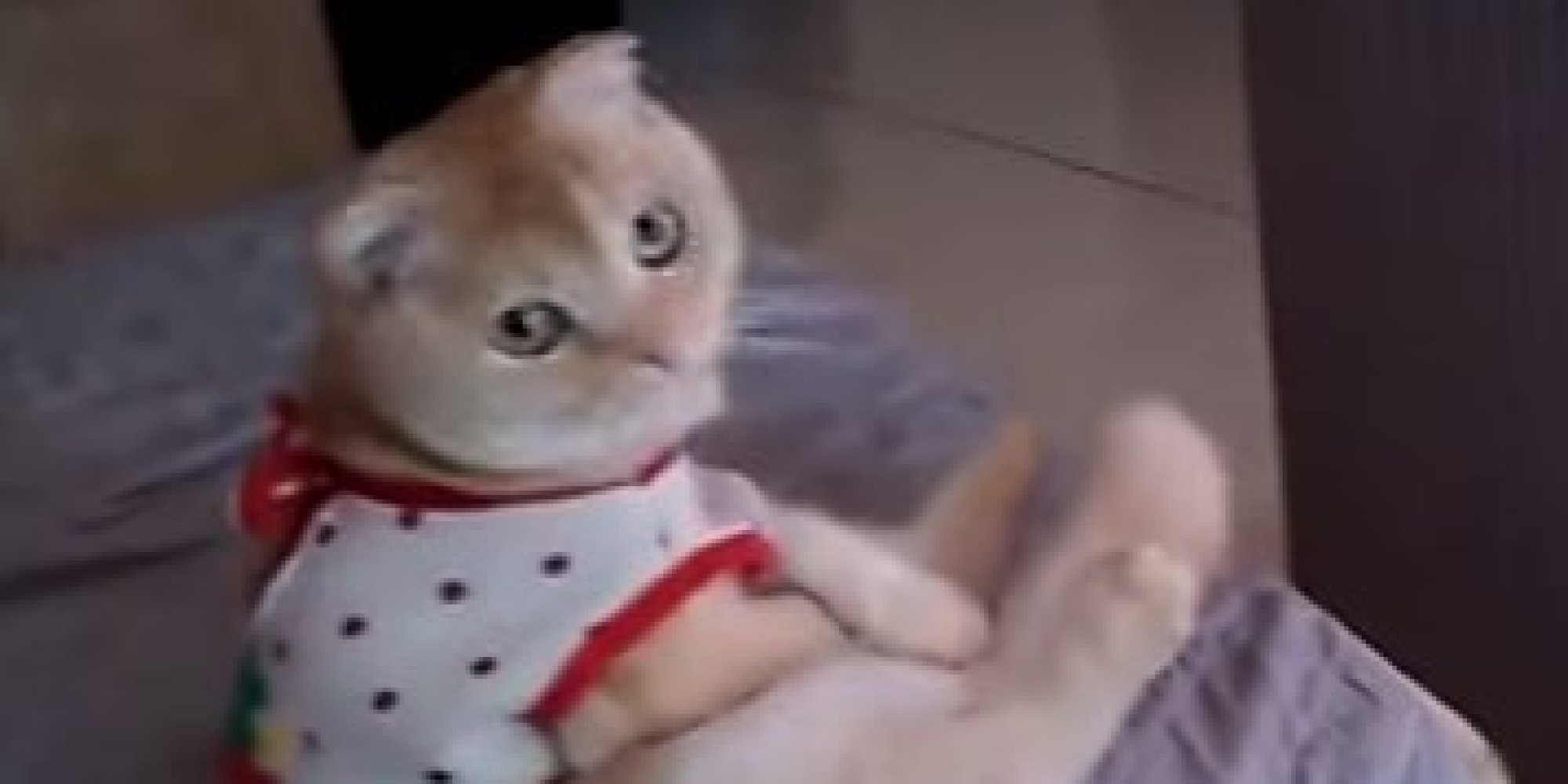 DressedUp Cat Watches TV Like A Human, And It's Freaking Us Out HuffPost