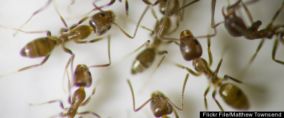 Ant