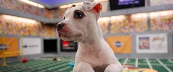 Puppy Bowl