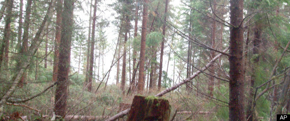 Forest Service