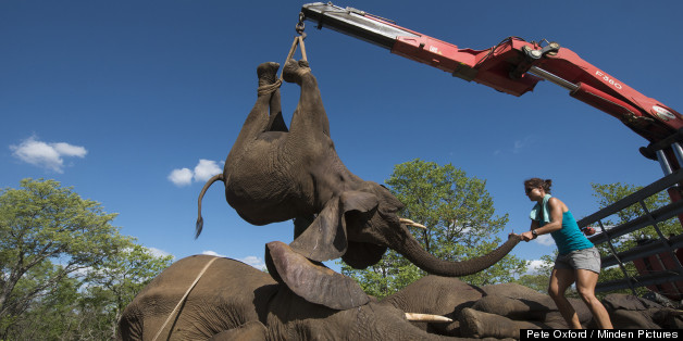 These Are The Measures We Need To Take To Make Sure Elephants Are Safe