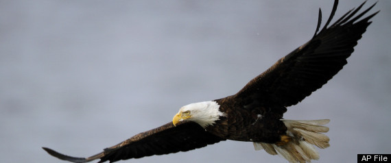 Bald Eagle