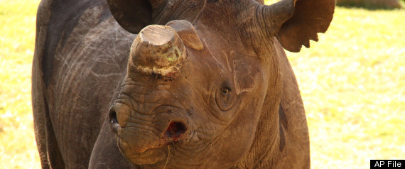 Poachers Killed