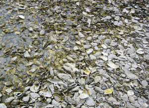 Oysters Extinct