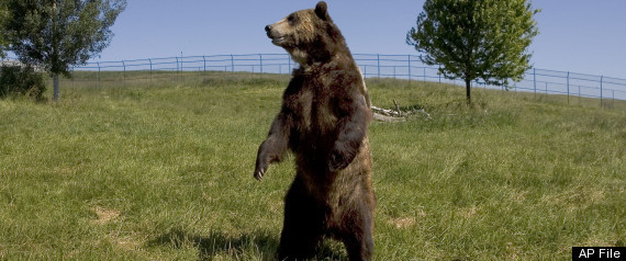 Biggest Bear Alive