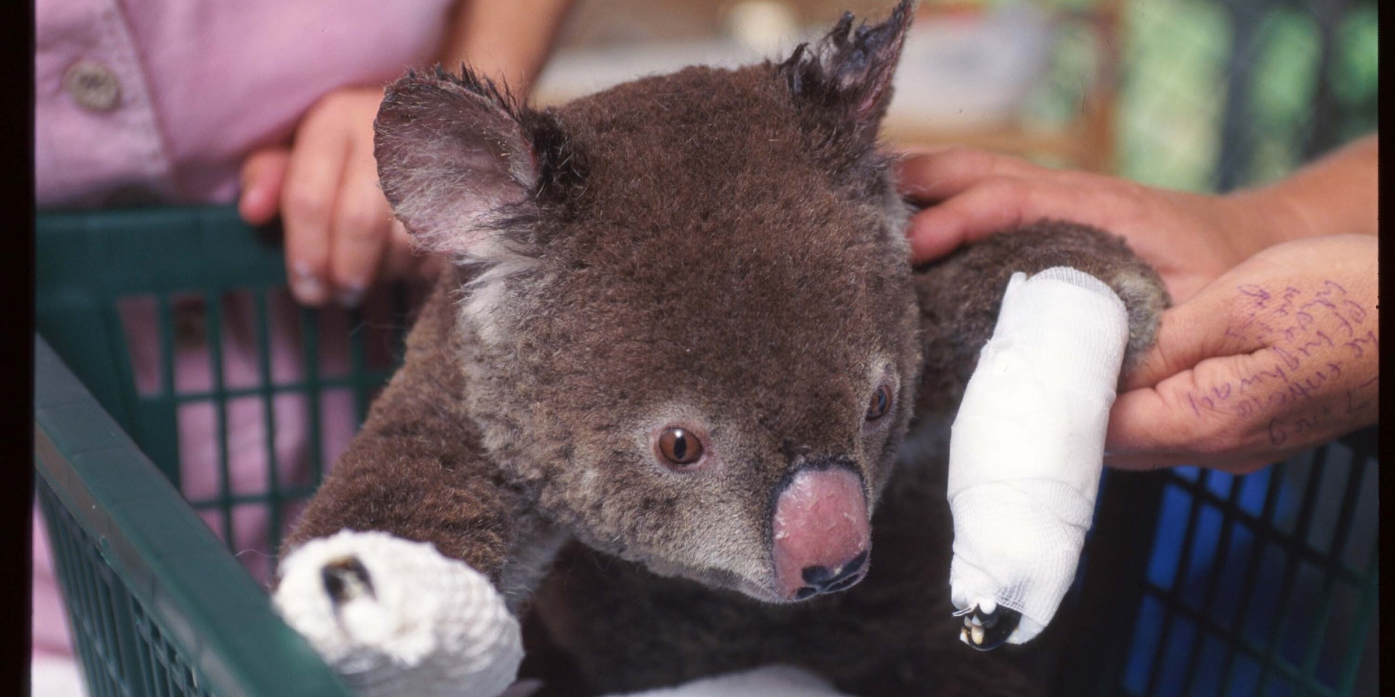 Campaign To Knit Mittens For Injured Koalas Is Successful And Adorable Huff...