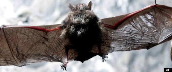 Bat Disease