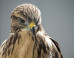 Montclair State University To Spend $210,000 On Hawk Statue