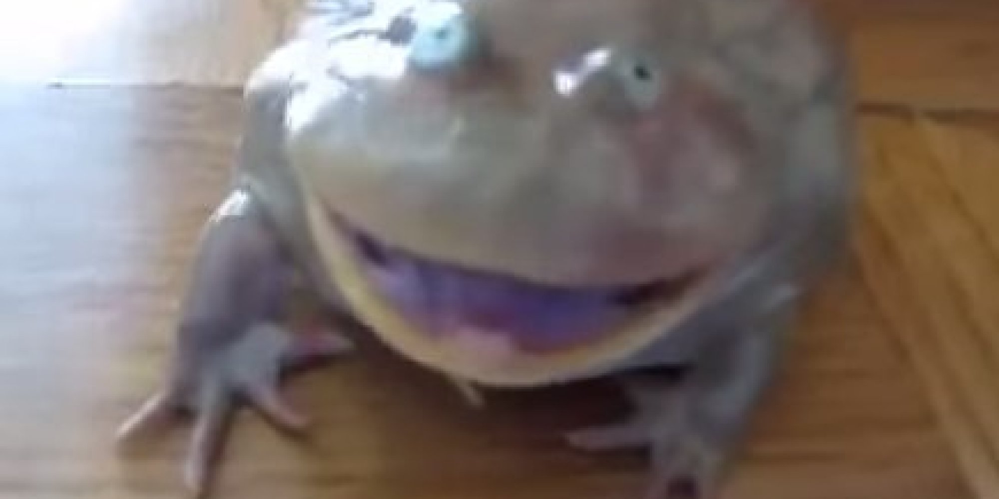 screaming-frog-isn-t-scaring-anyone-huffpost