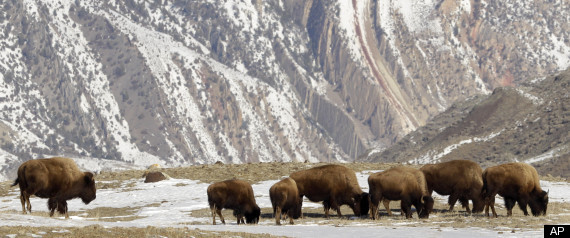 Yellowstone Bison