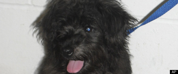 Puppy Mailed