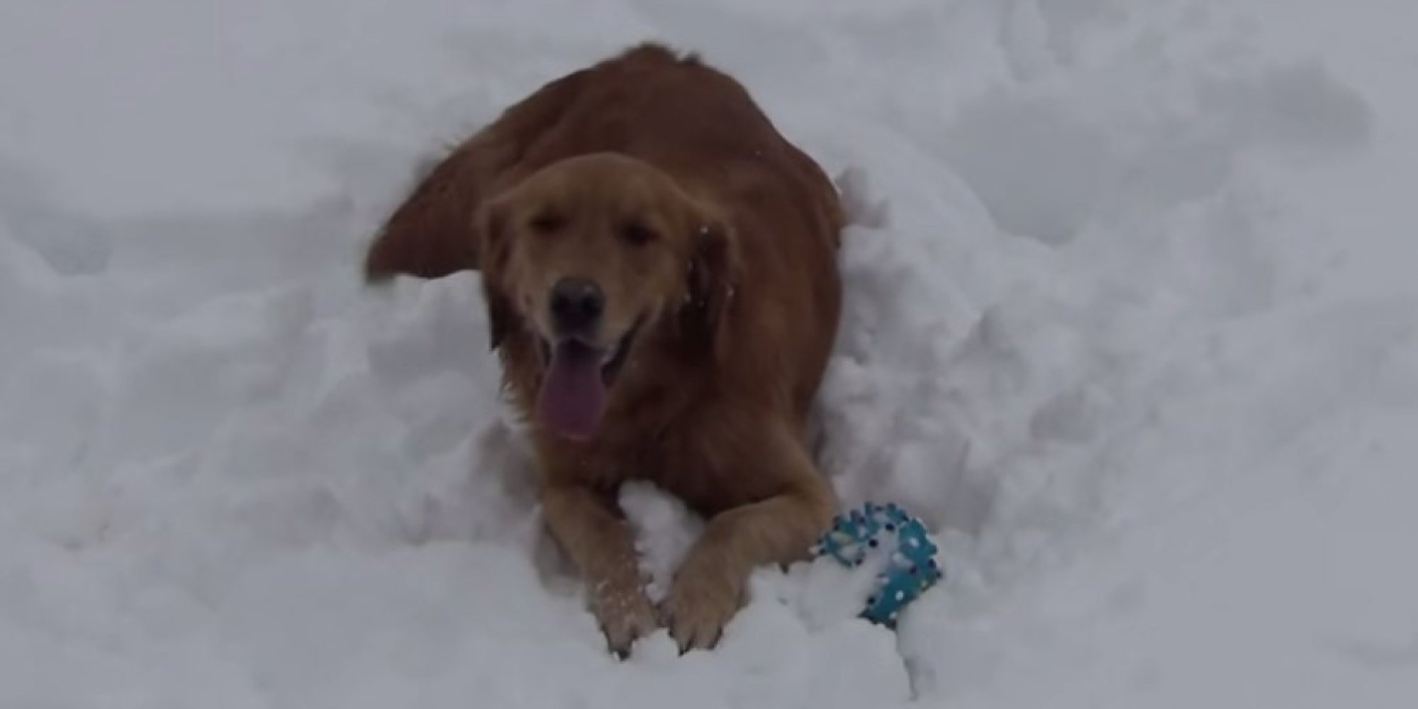 Adorable Dog Loves His Squeaky Toy But Is Baffled By Squeaking HuffPost