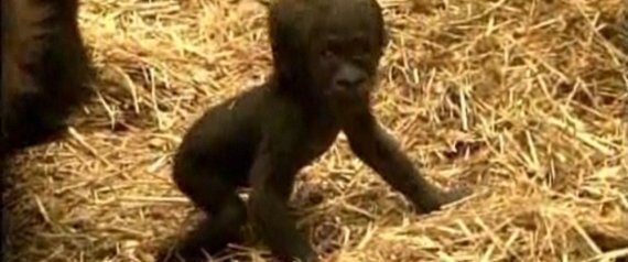 Gorilla Child