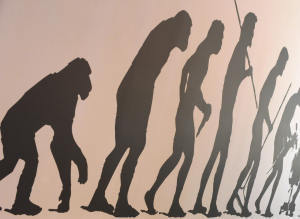 Evolution