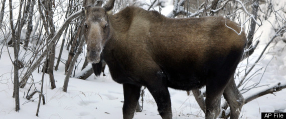 Alaska Moose