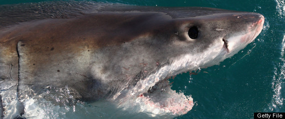 Shark