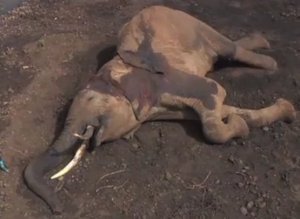 Elephant Eaten