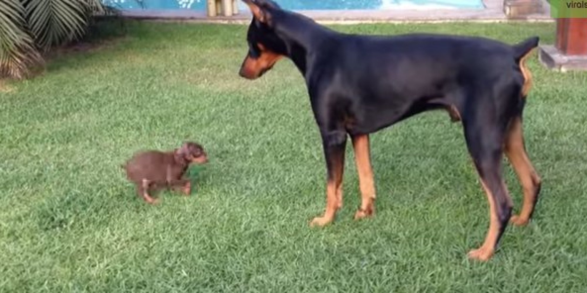 Teeny Puppy Picks A Fight With Giant Pooch. Big Dog Is Not Impressed2000 x 1000