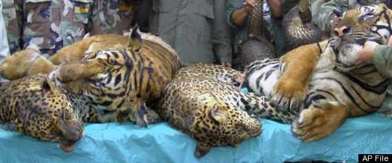 Wildlife Trade