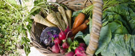 Cuba Vegetarian