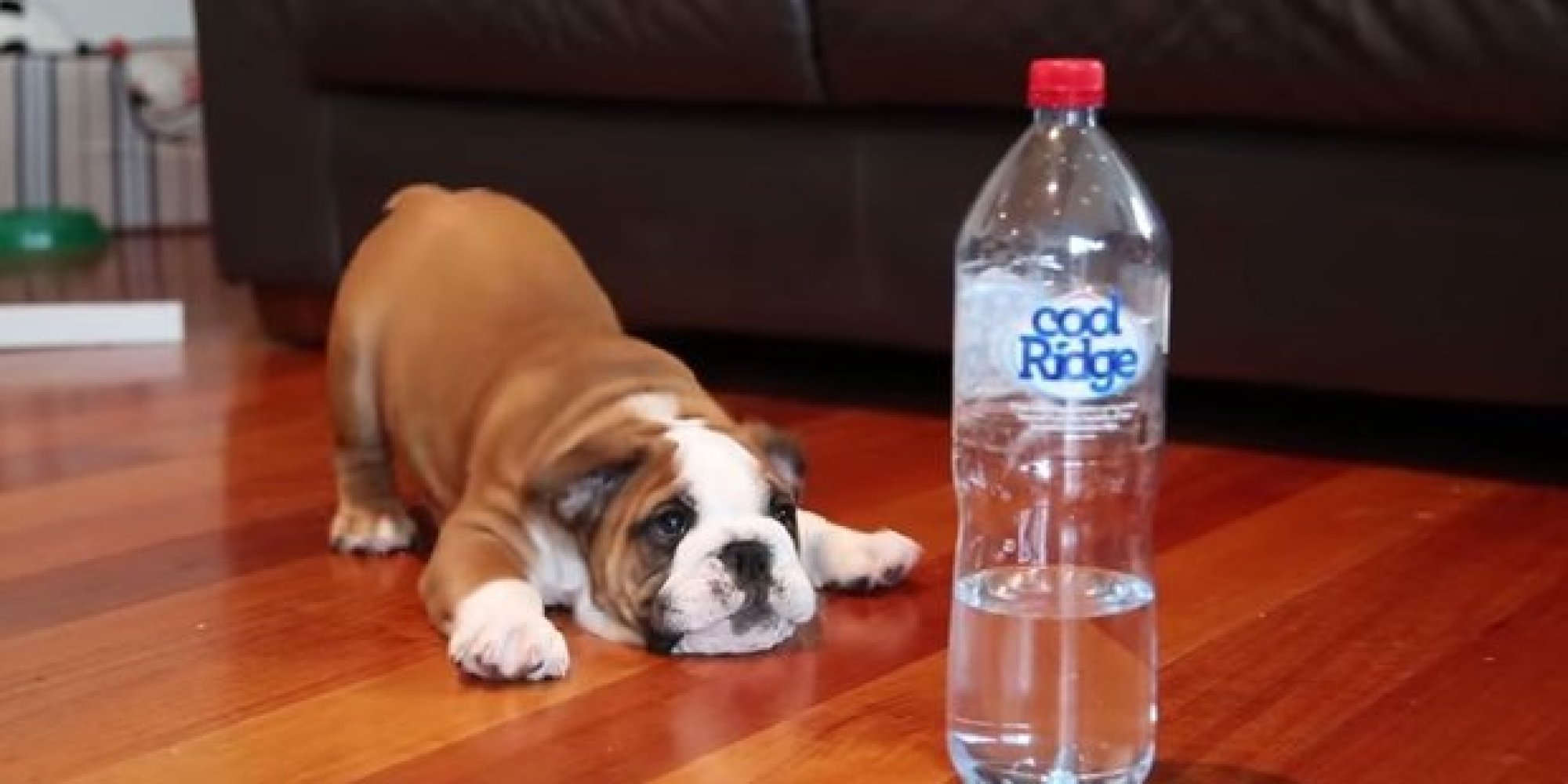 Bulldog Puppy Takes On Water Bottle, Water Bottle Is Not Fazed HuffPost