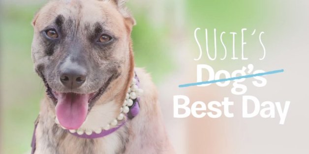 You Can Help A Deserving Dog Have The Best Day Of Their Life | HuffPost