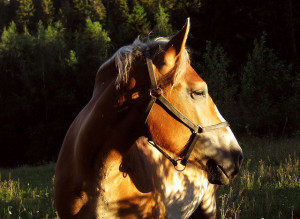 Horse Semen Shots