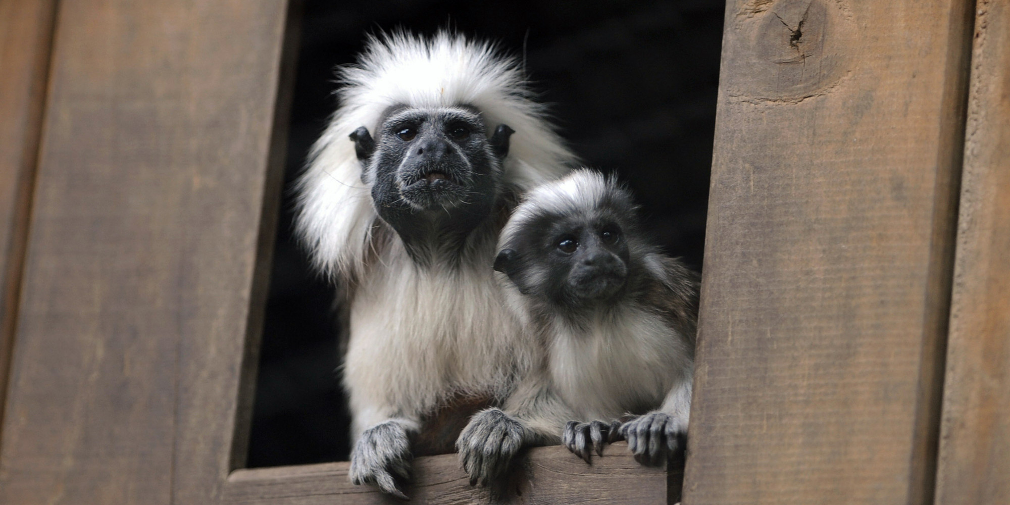 2-endangered-cotton-top-tamarin-monkeys-freeze-to-death-at-louisiana