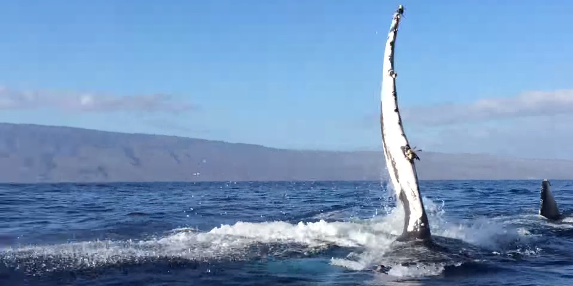 Behold The Might Of The Ocean As Humpback Whale Bumps Into Tour Boat