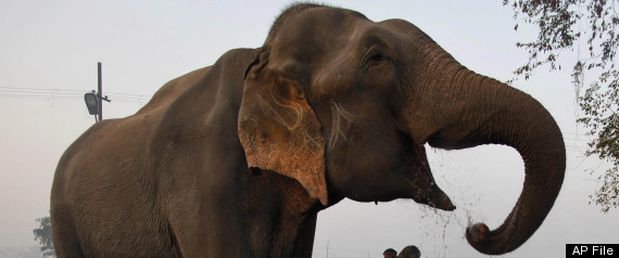 Maneating Elephant