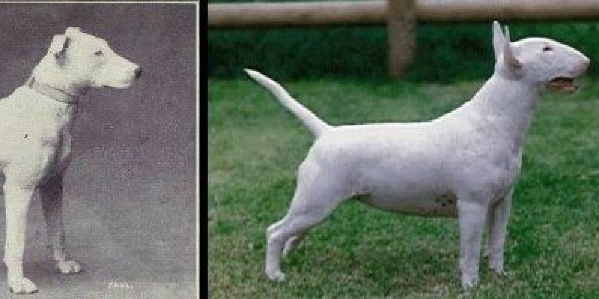 Schäferhund, Mops und Co. Das haben 100 Jahre Überzüchtung aus Hunden