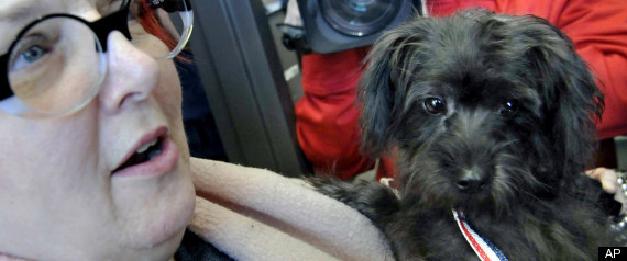 Mailed Puppy