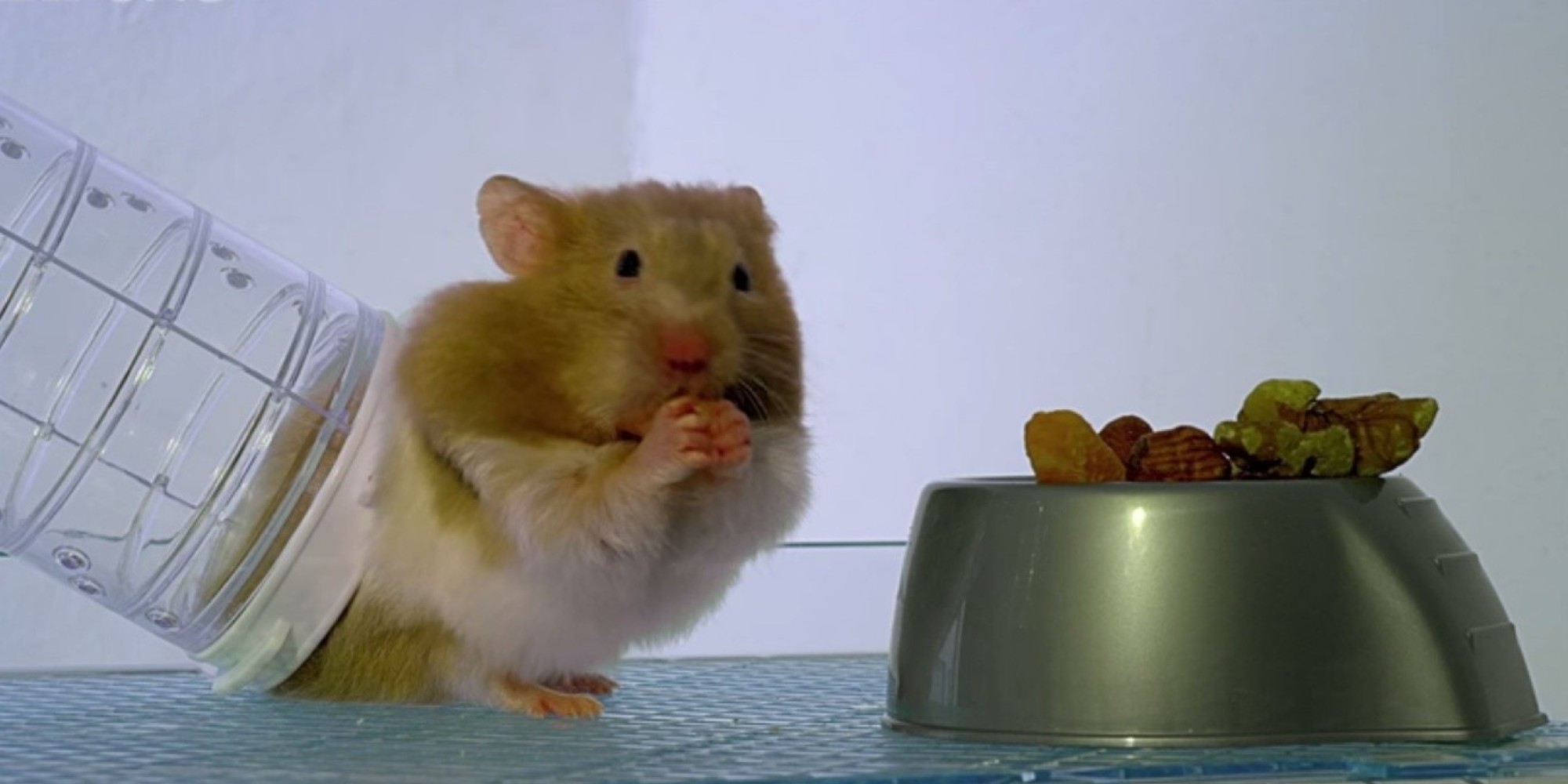 X Hamster S X Hamster S