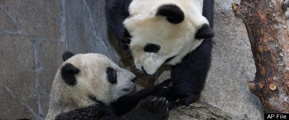terrified panda japan