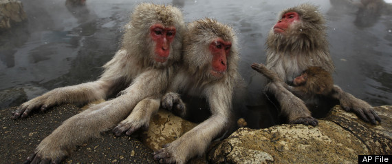 Macaques Self Doubt
