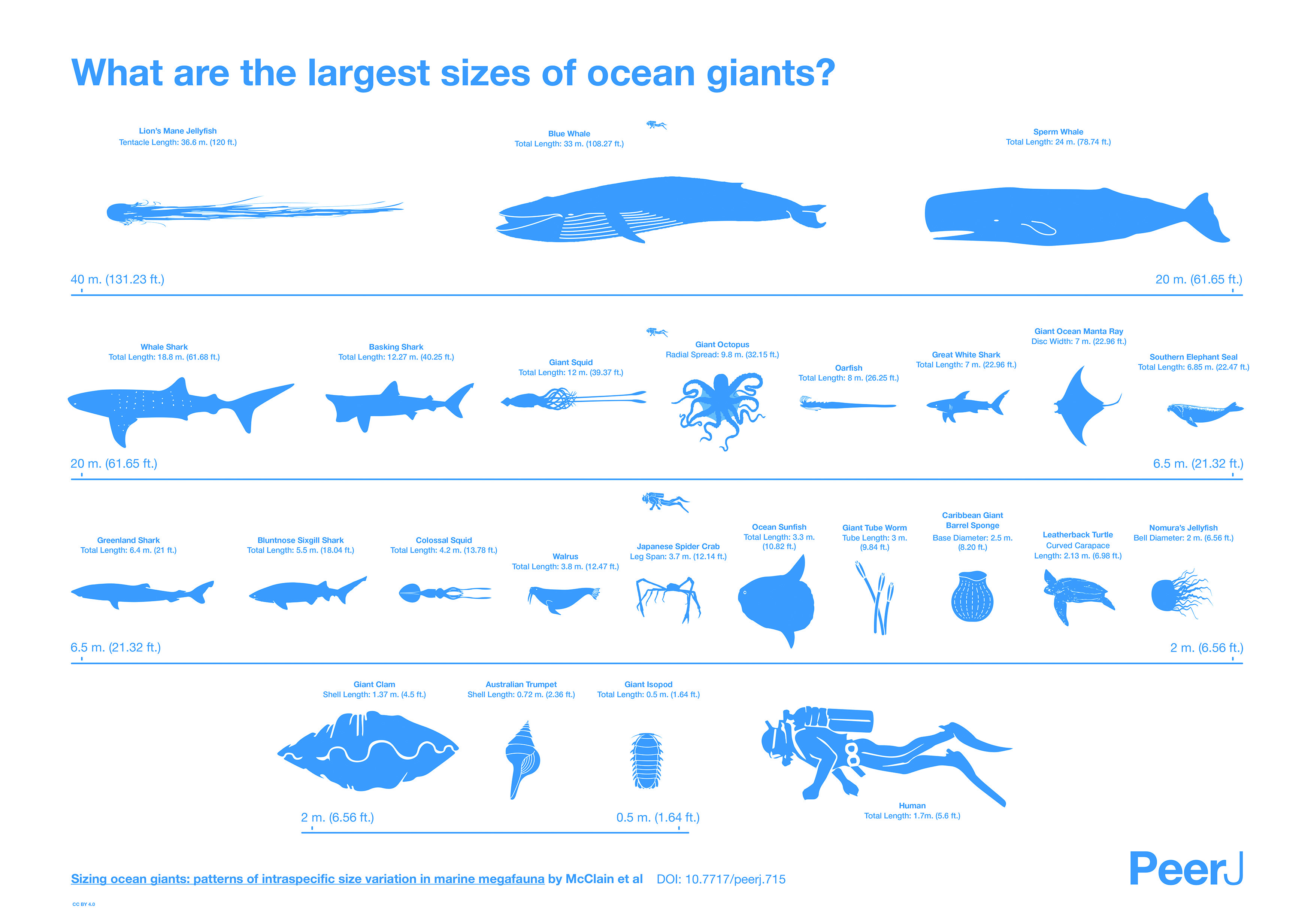 World's Largest Sea Creatures Turn Out To Be Smaller Than We Thought  (INFOGRAPHIC) | HuffPost Impact