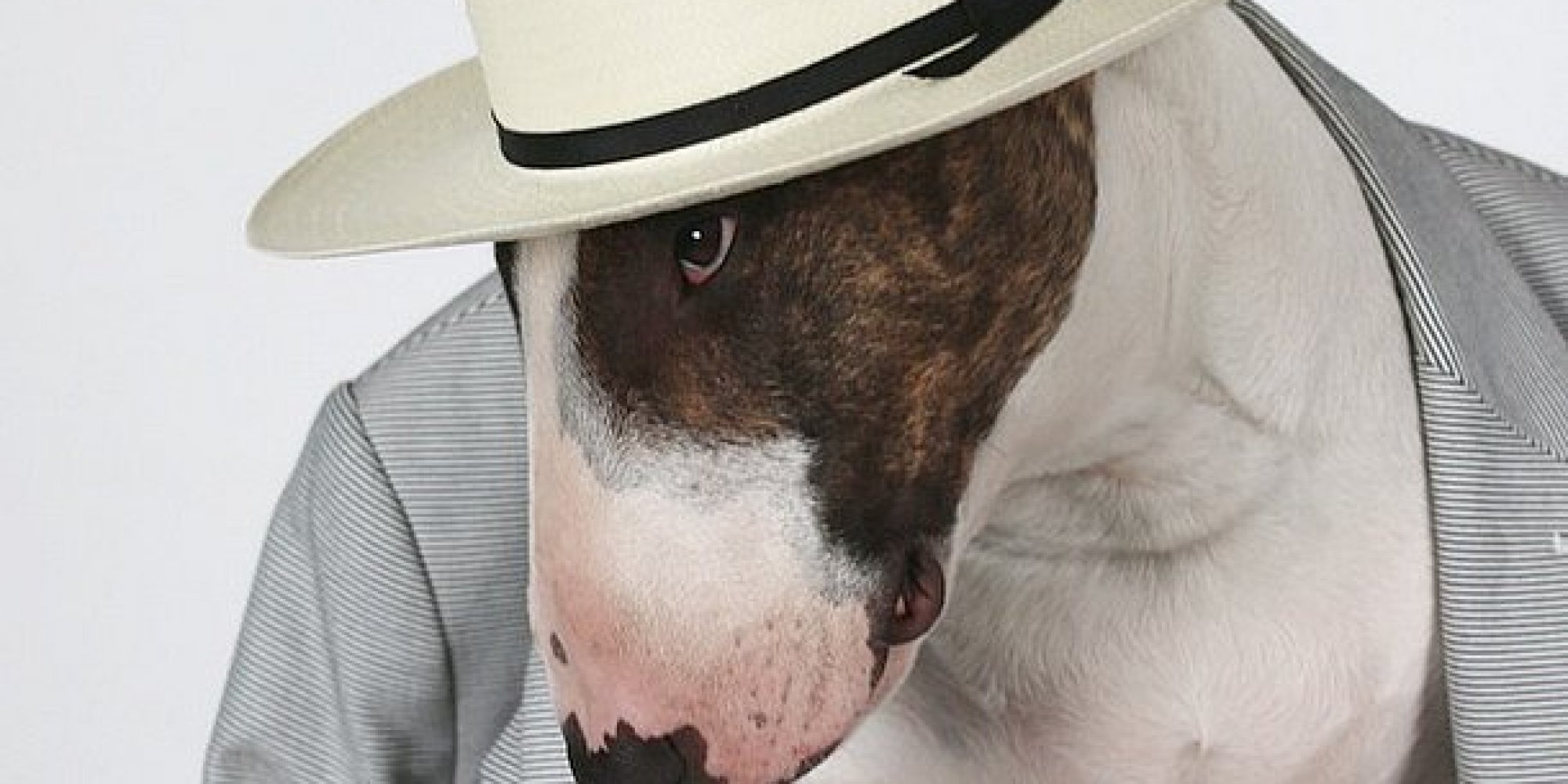The Most Fashionable Dogs on Instagram HuffPost
